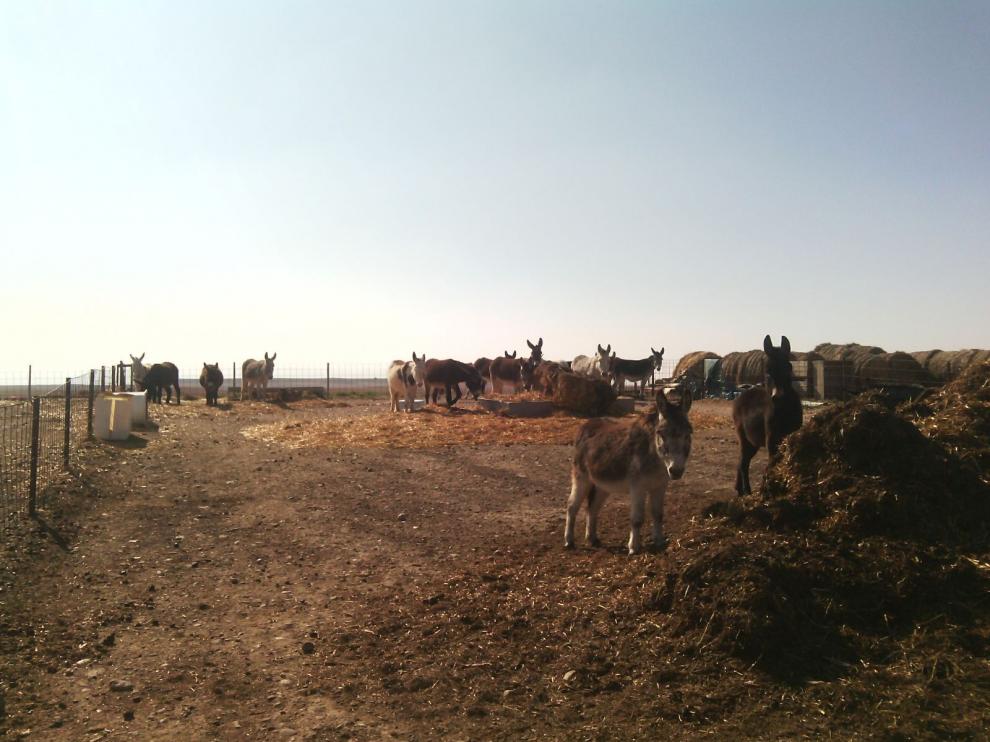 Burros de la granja El Capricho