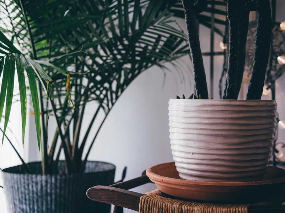 Las plantas de interior se emplean para limpiar el ambiente de sustancias contaminantes.