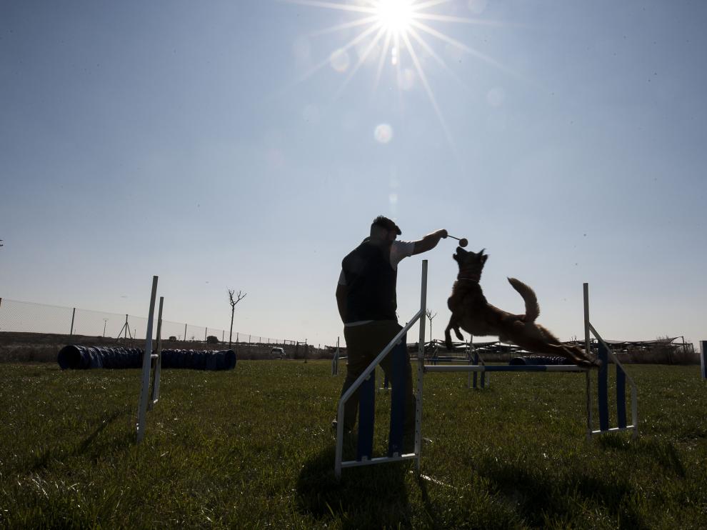 En Bolscan se combinan las facetas de residencia canina con las de centro de adiestramiento deportivo de estos animales.