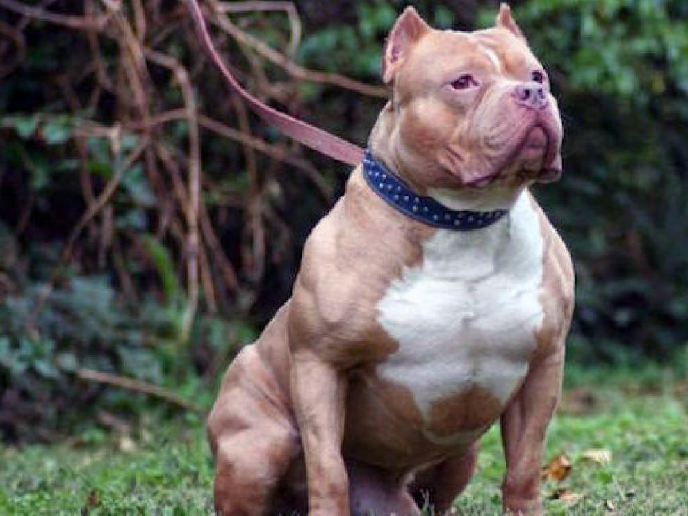Un perro de raza pitbull, una de las consideradas potencialmente peligrosas.