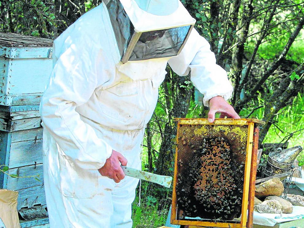 Un apicultor aragonés muestra un panal con numerosos ejemplares muertos, supuestamente por la contaminación por pesticidas.