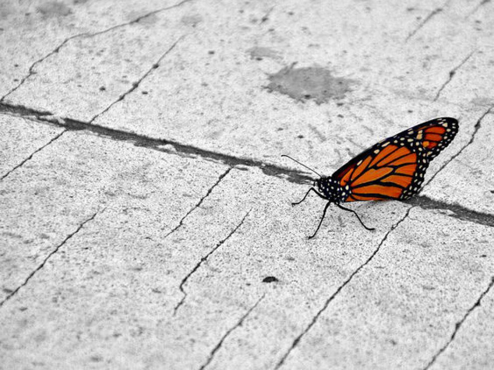 ¿Hay mariposas en tu ciudad?