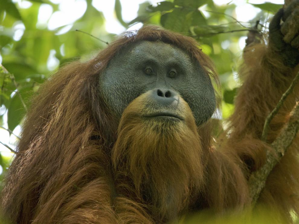 Pongo tapanuliensis