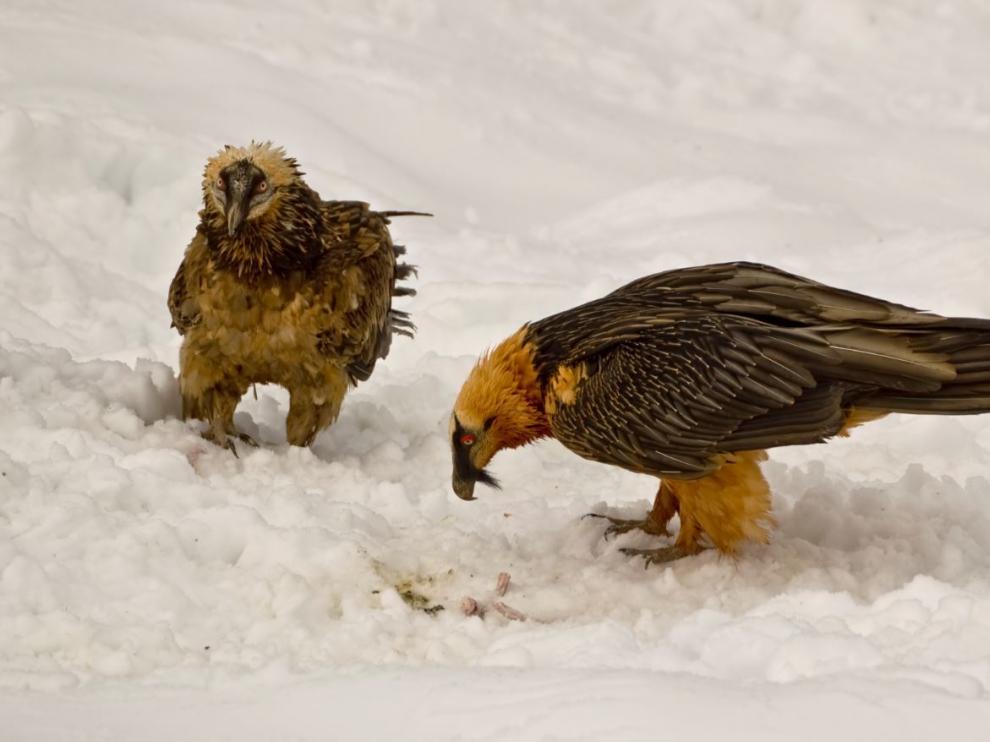 Dos ejemplares de quebrantahuesos entre la nieve.