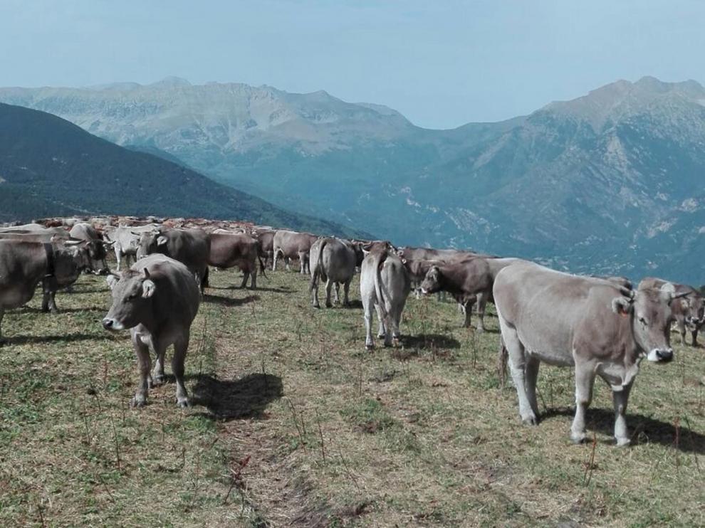 Las vacas del monte de Estós, uno de los beneficiarios del proyecto, ya se vigilan con drones.