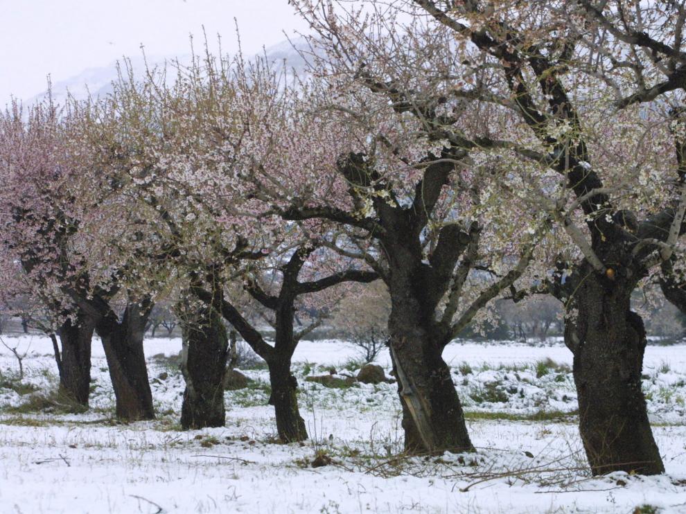Almendros aragoneses rodeados de nieve.