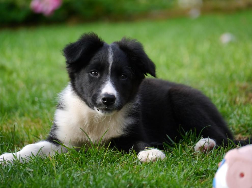 Border Collie, la raza de perros más inteligente del mundo.