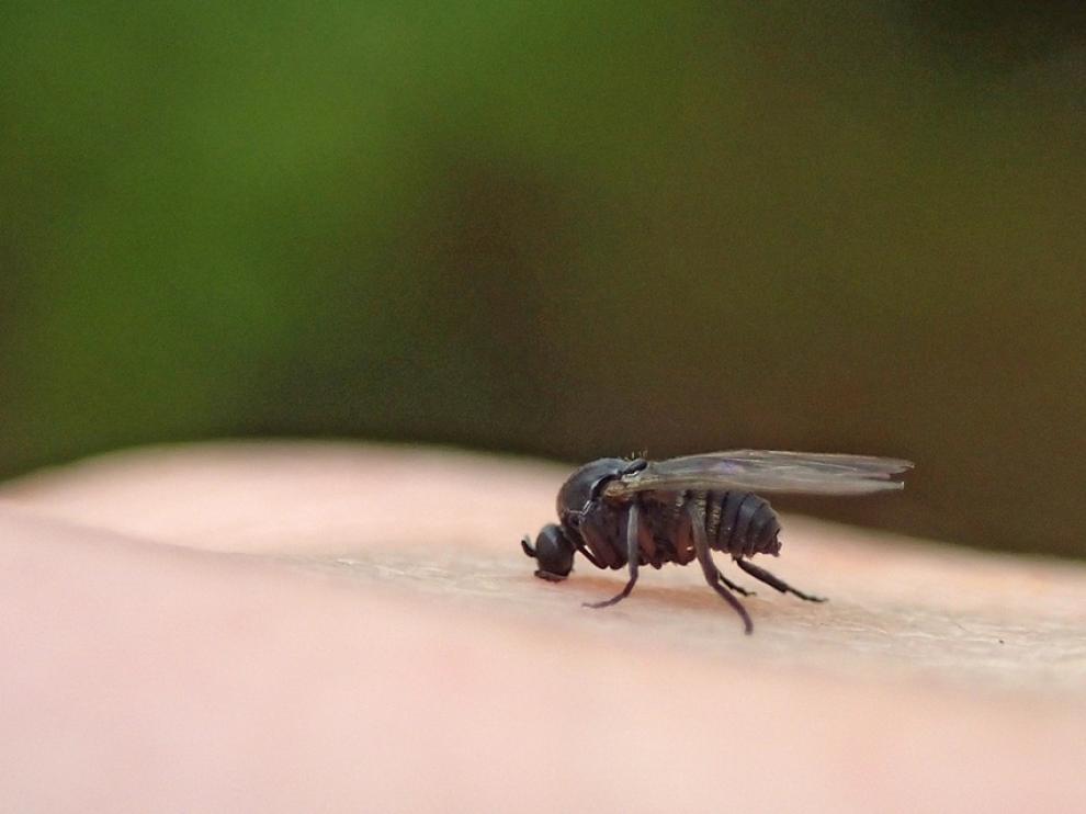 La mosca negra está presente en ciudades como Zaragoza y municipios de Madrid, Valencia y Cataluña.