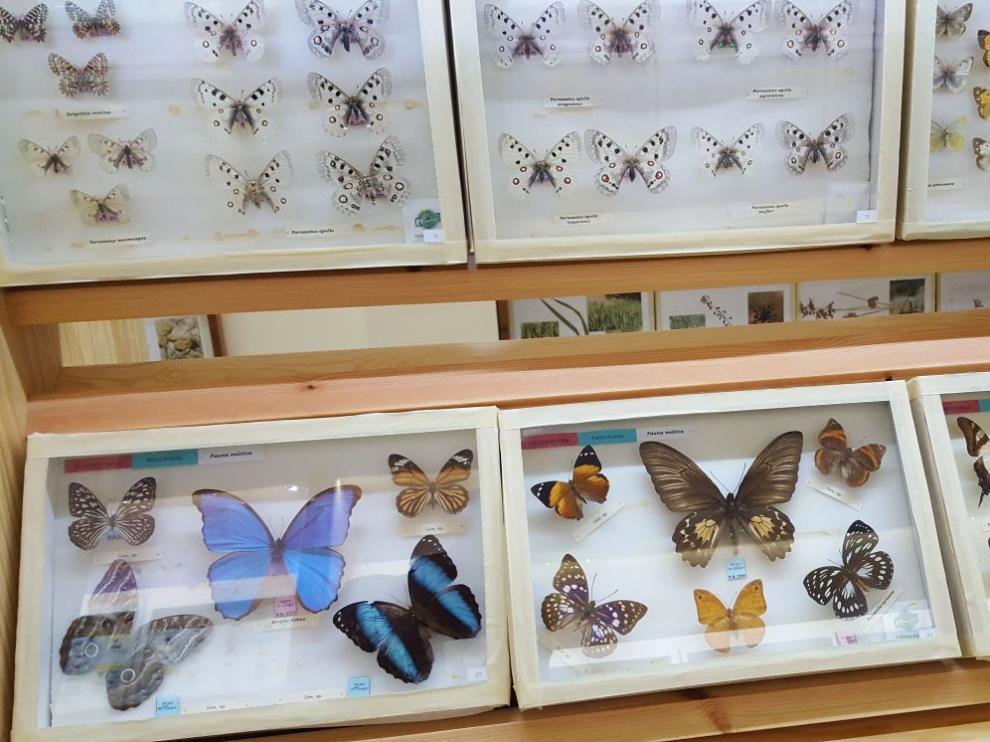 Vitrinas con ejemplares de mariposas en la Casa de las Mariposas de Griegos.
