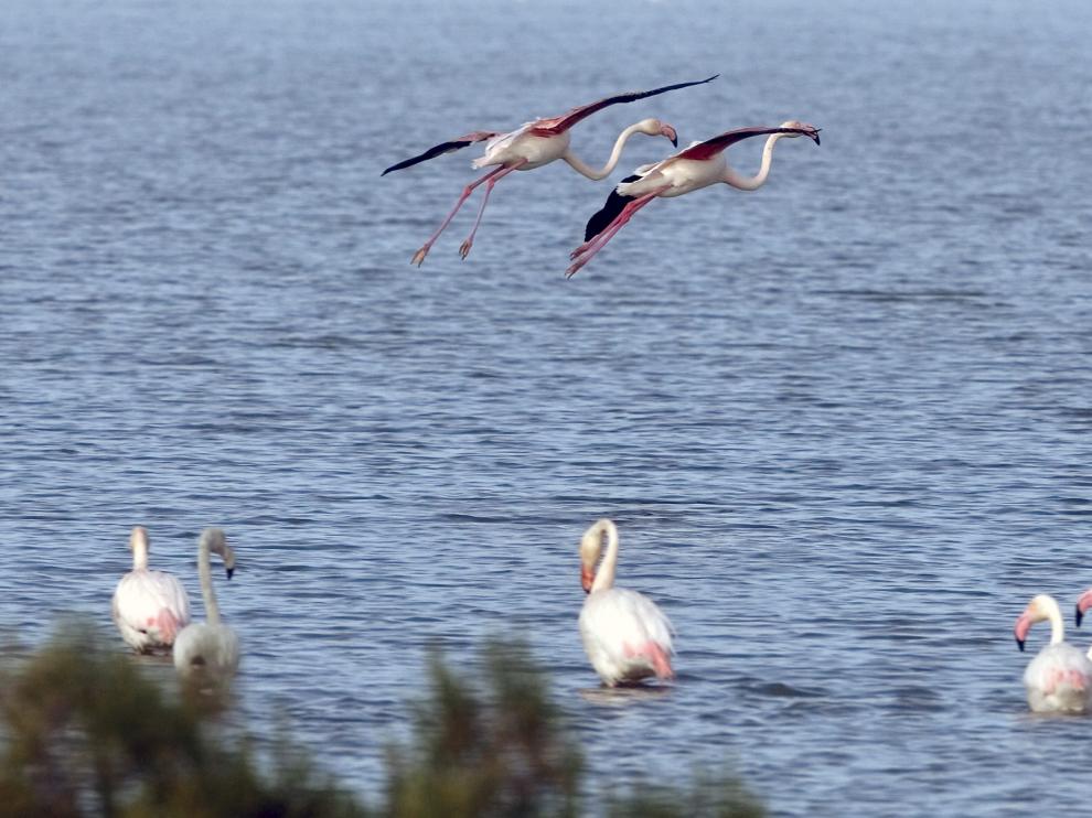 Cepsa ha abierto una investigación para aclarar las causas del vertido que ha llegado a una playa de Almonte.