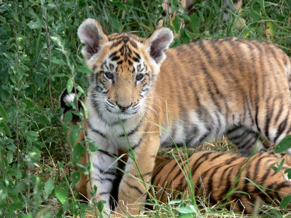 De las nueve especies de tigre que habitaban en el siglo XX, en la actualidad, sobreviven seis.