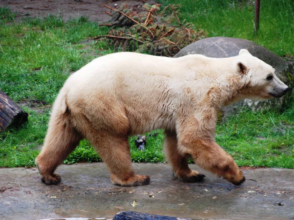 El grolar es el fruto del cruce entre un oso pardo y un oso polar.