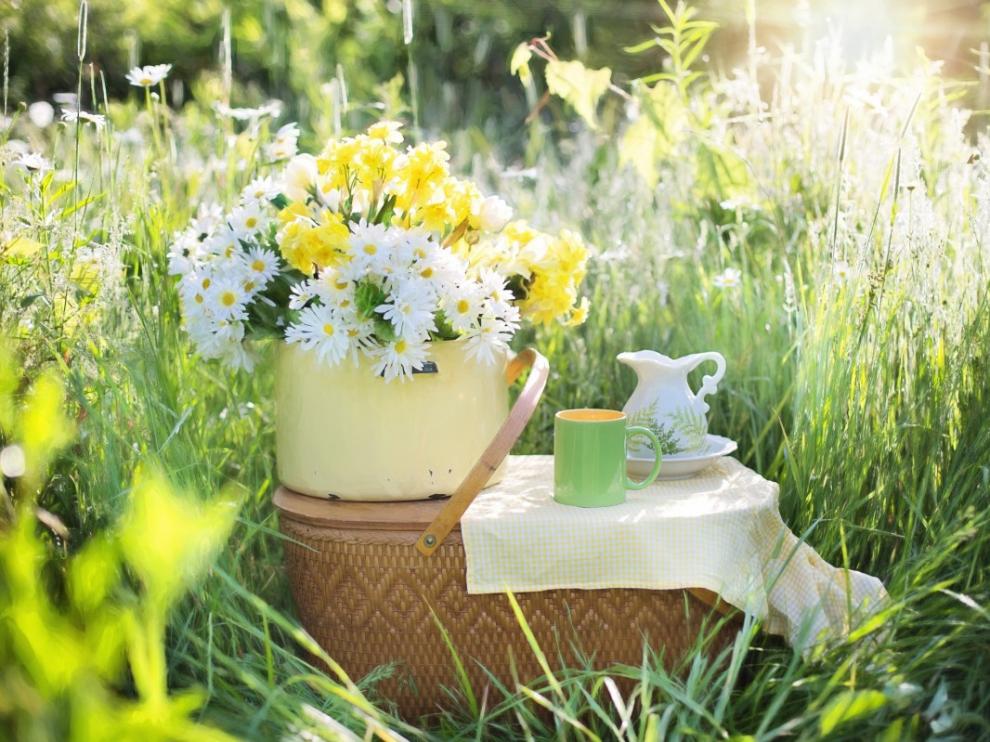 Consejos para jardineros principiantes