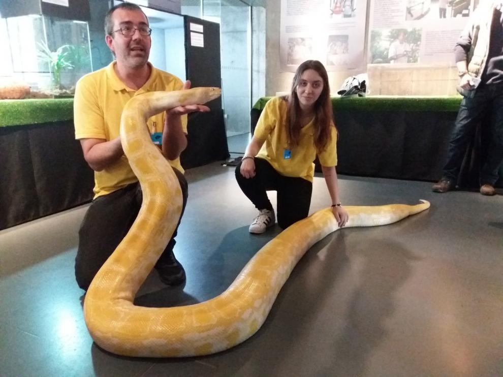 Margarita, una pitón albina de 4,5 metros de envergadura y más de 60 kilos de peso.