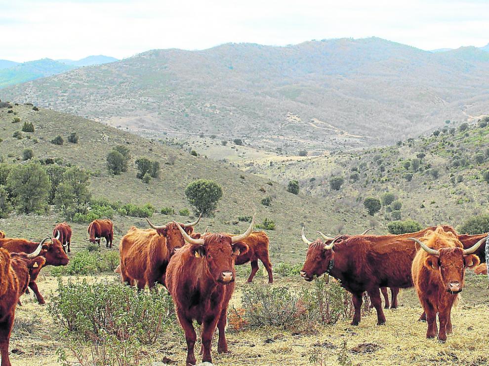 Marta Romeo posa en los montes de la Ibérica zaragozana rodeada de ejemplares de la raza Salers.