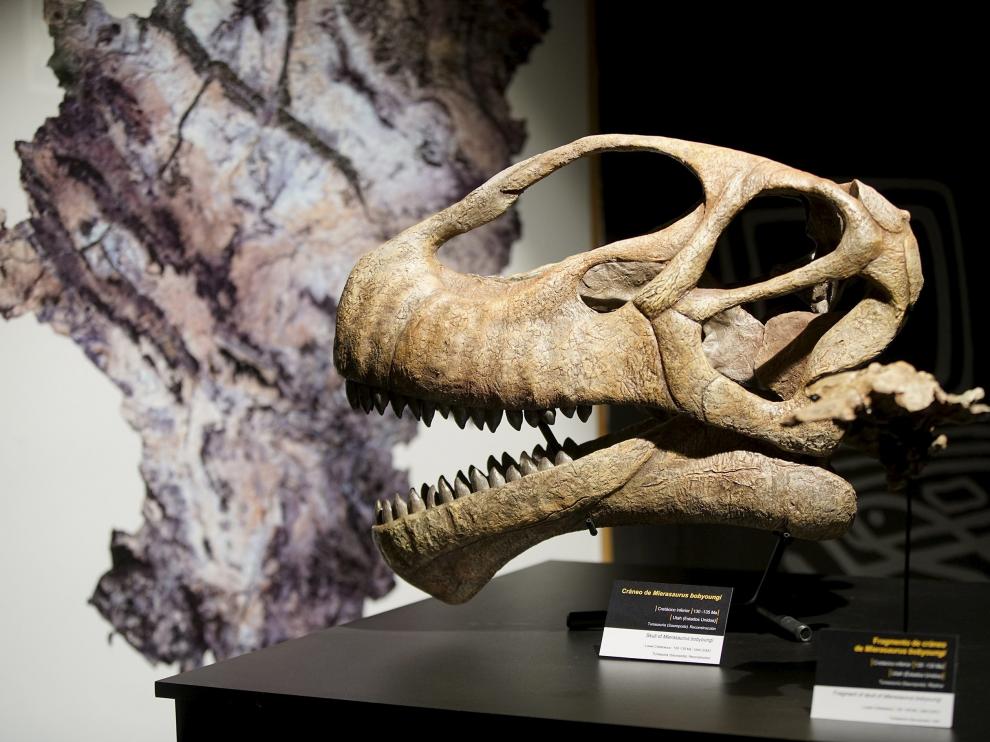 Fósil reconstruido por la Fundación. Los visitantes podrán ver durante los próximos meses en las vitrinas de Dinópolis el cráneo del pariente americano del Turiasaurus, reconstruido por la Fundación. Entre sus diferencias, destaca el gigantismo del turolense, con un esqueleto que mide 25 metros frente a los 12 del descubierto en Utah.