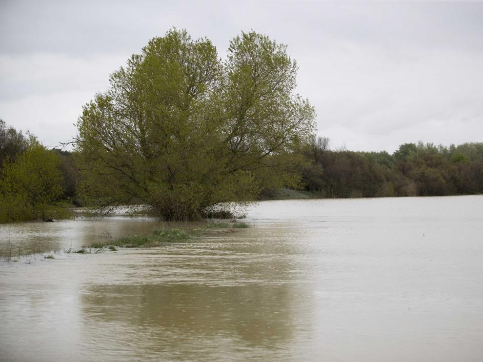 Cecida del Ebro a su paso por Pina de Ebro.