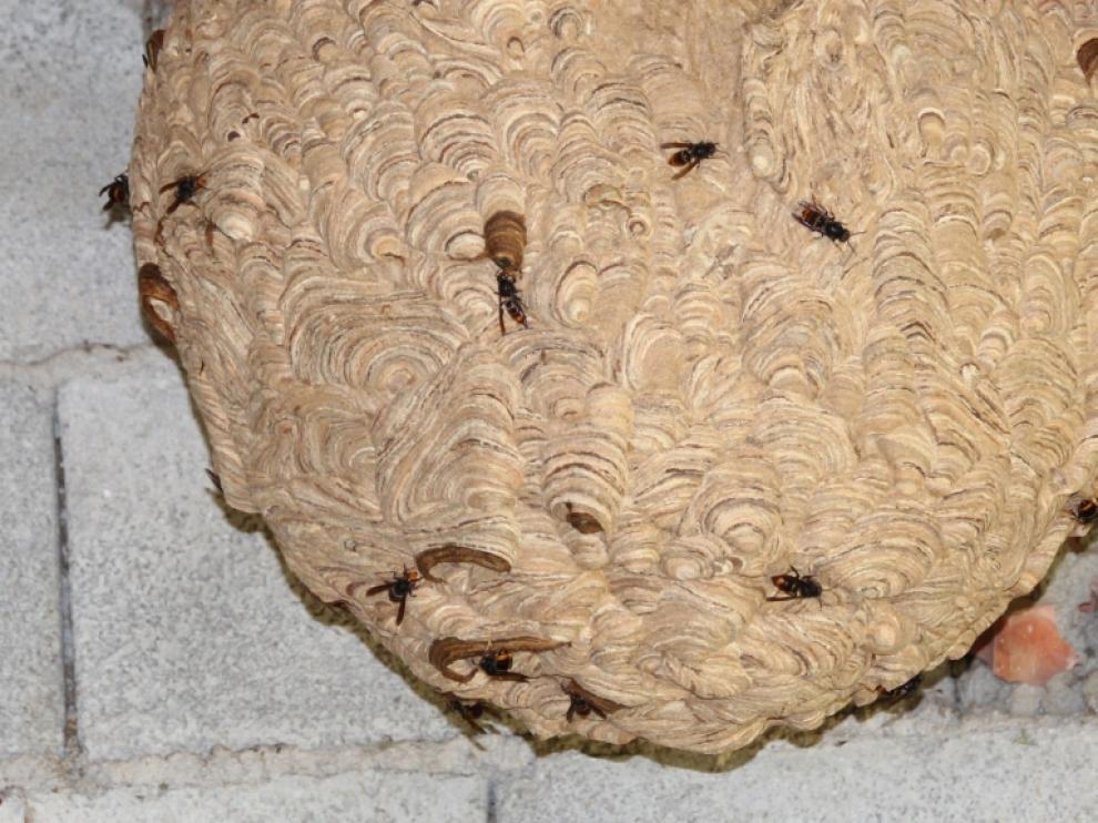 Uno de los dos nidos de avispa asesina encontrados y destruidos en Aragón