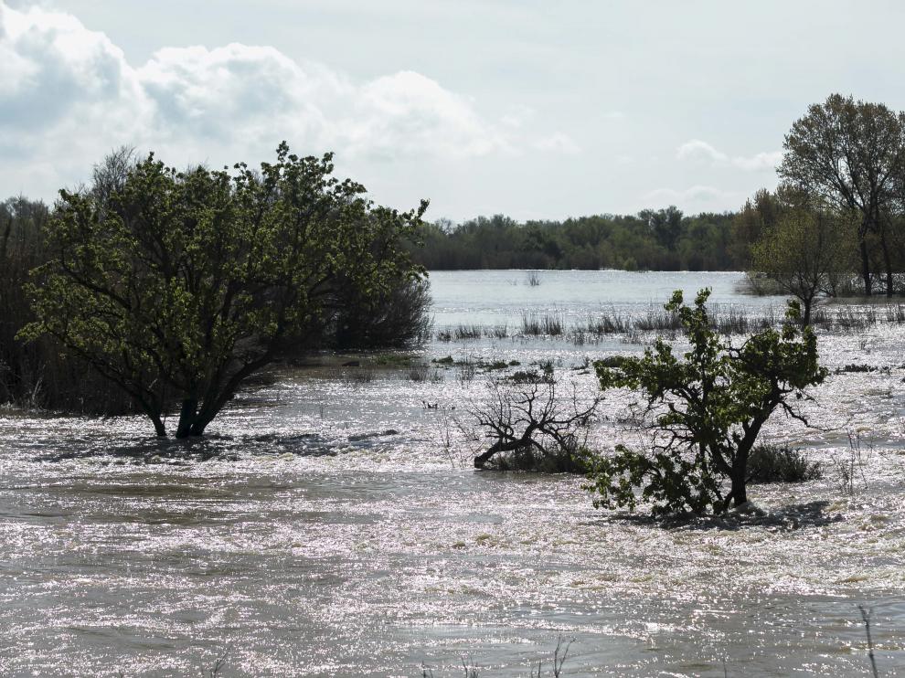 Imagen tomada ayer de la huerta de Novillas cubierta por el agua, en la ribera alta del Ebro.