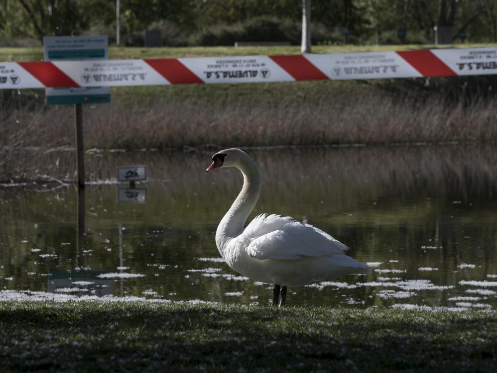 El caudal del Ebro sigue descendiendo y la punta de la crecida ya se encuentra en Mequinenza
