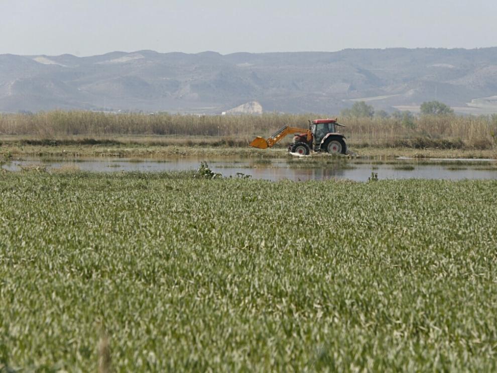 Un agricultor trabajando este miércoles en una finca de la ribera baja.