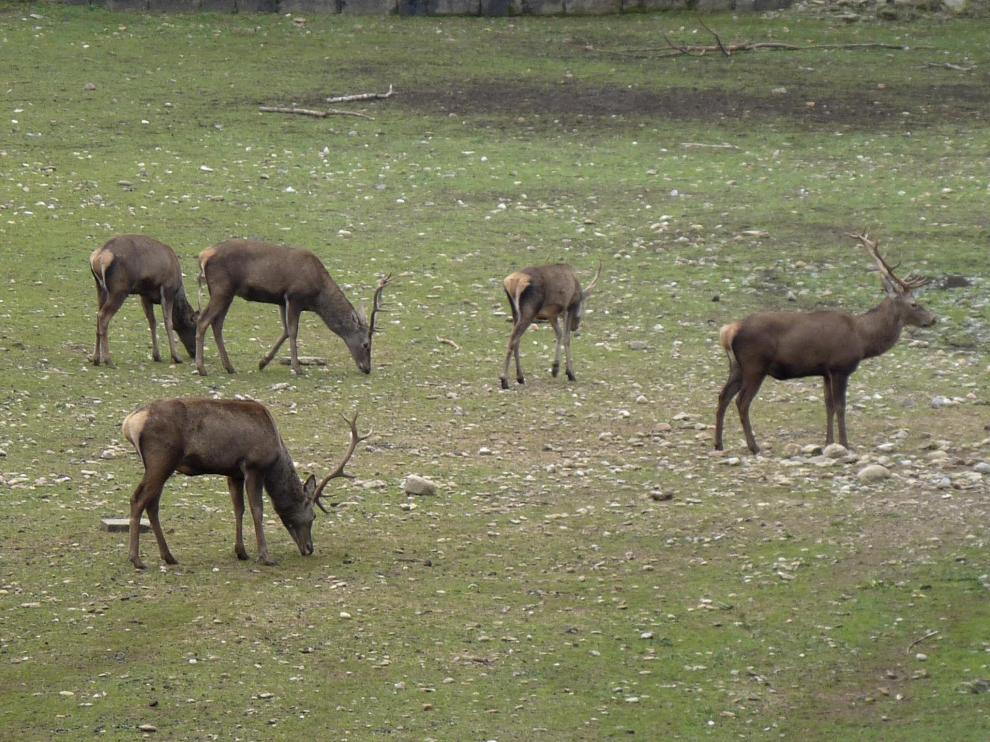 La competencia por las parejas es una característica de muchos animales, desde los ciervos a los pavos reales.