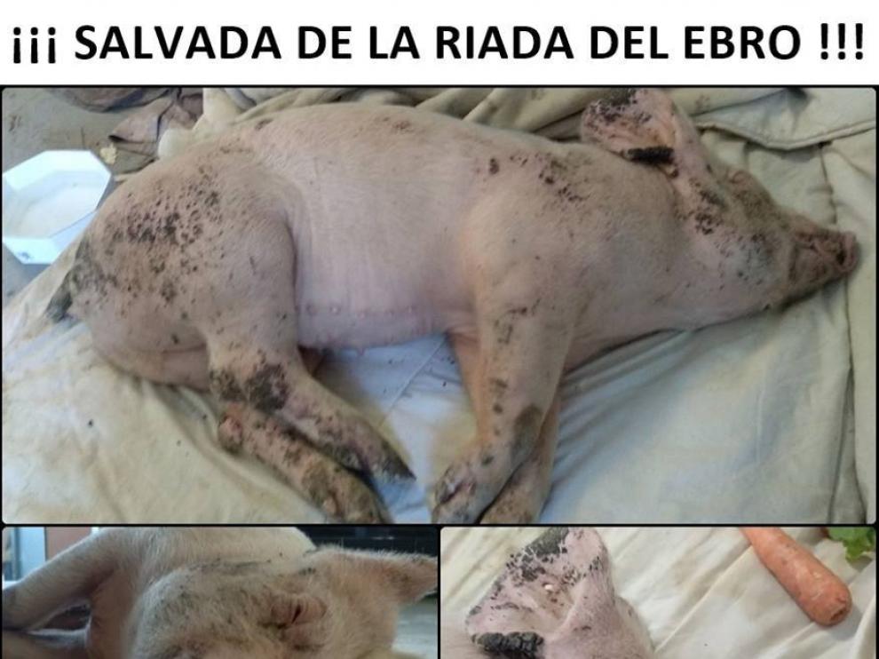 La cerda rescatada por un grupo de voluntarios