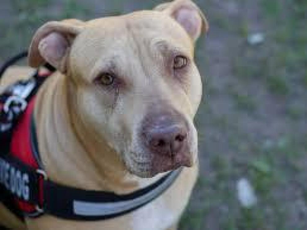 Los perros de raza pit bull están considerados como potencialmente peligrosos.