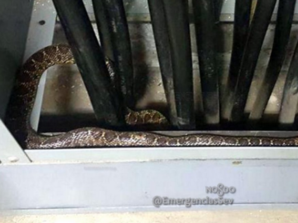 La serpiente estaba oculta en el interior de un transformador eléctrico.