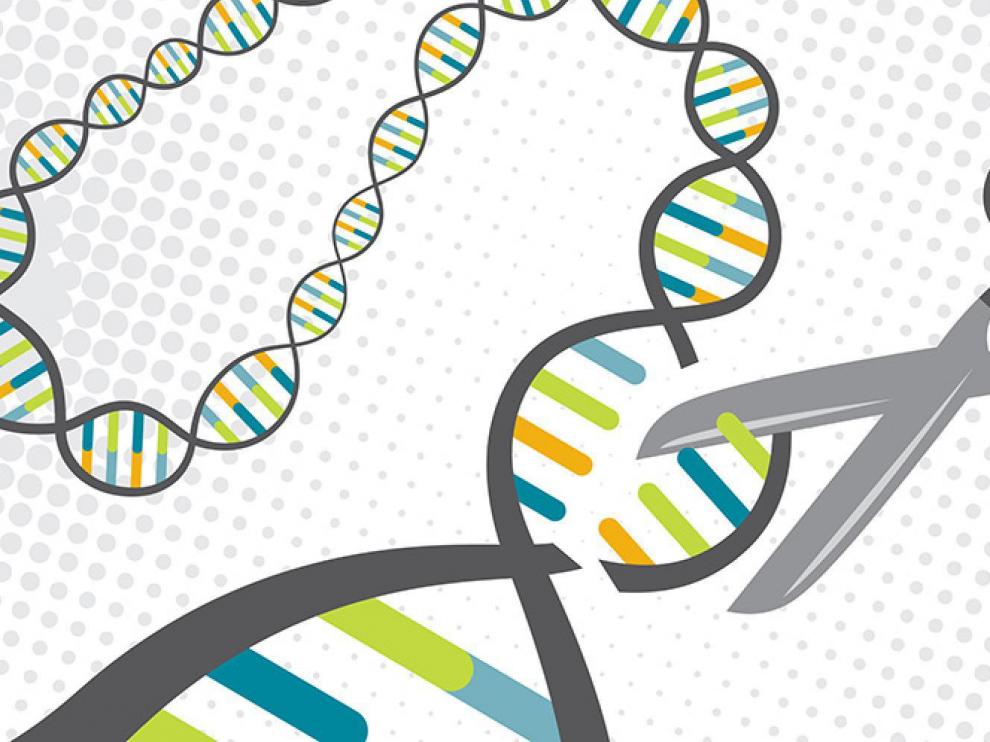 Como unas tijeras genómicas, la técnica CRISPR/Cas9 permite editar el ADN con gran precisión