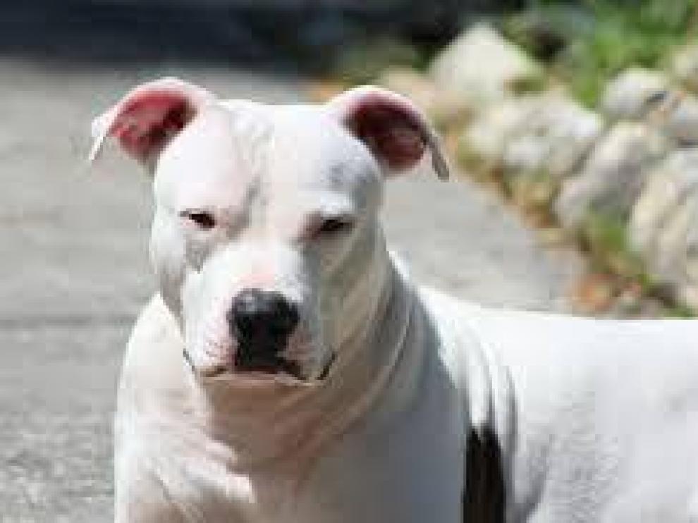 Los ladridos de un perro motivan una denuncia de la Policía contra su dueño