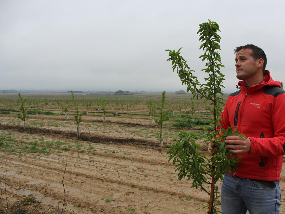 El gerente de la finca, Hugo Oliván, observando la evolución de los almendros plantados en el monte de Frula (Huesca).