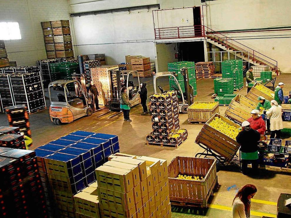 La sala de confección de la empresa Frutas Gil.