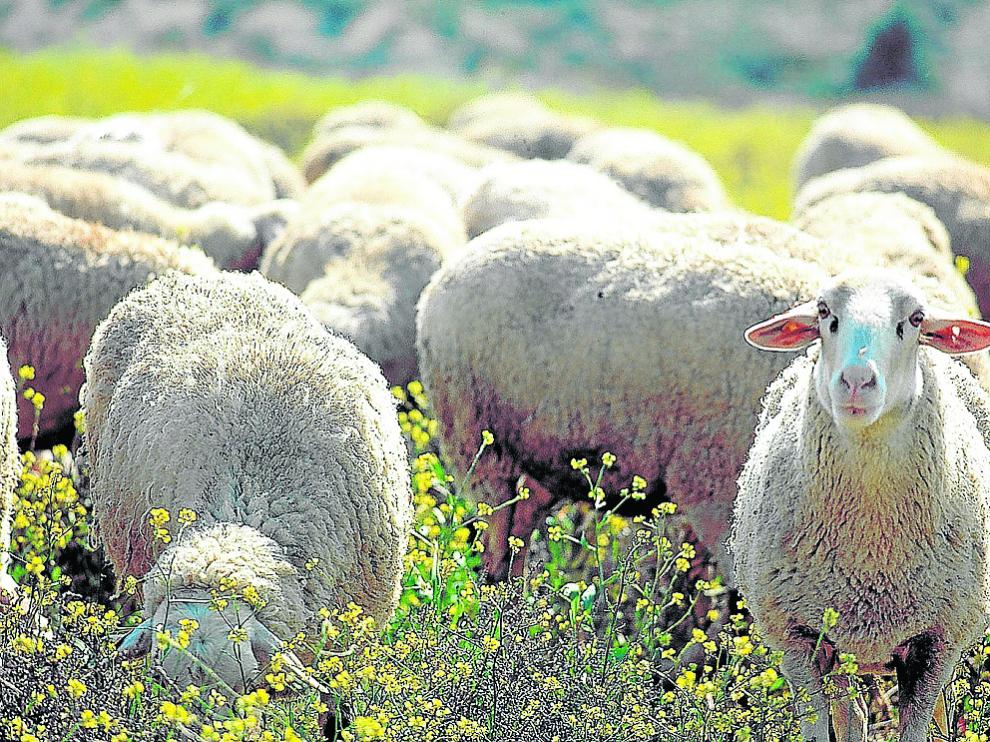Ejemplares de ovino integrados en la Indicación Geográfica Protegida Ternasco de Aragón.
