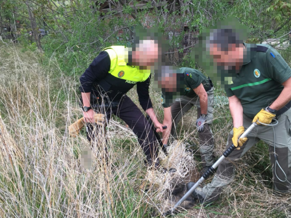 El jabalí fue capturado cerca del Parque de La Paz
