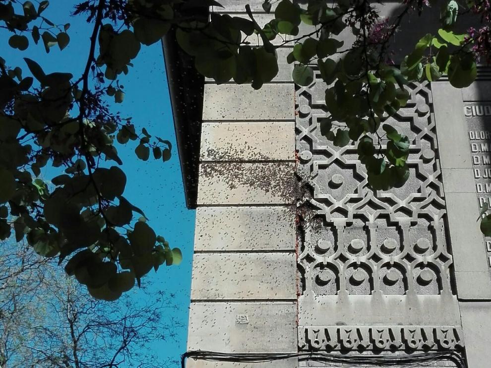 Las abejas se han situado en una pared del edificio, a siete metros de altura.