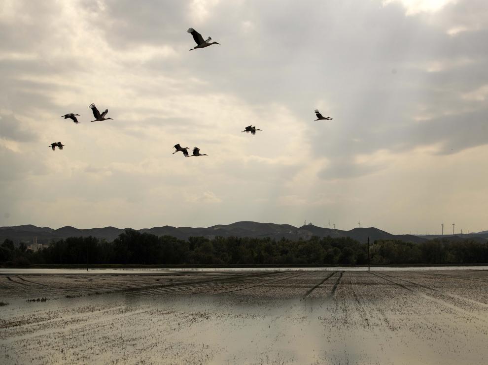 Estado en el que se encontraban los campos de la ribera baja a finales de semana