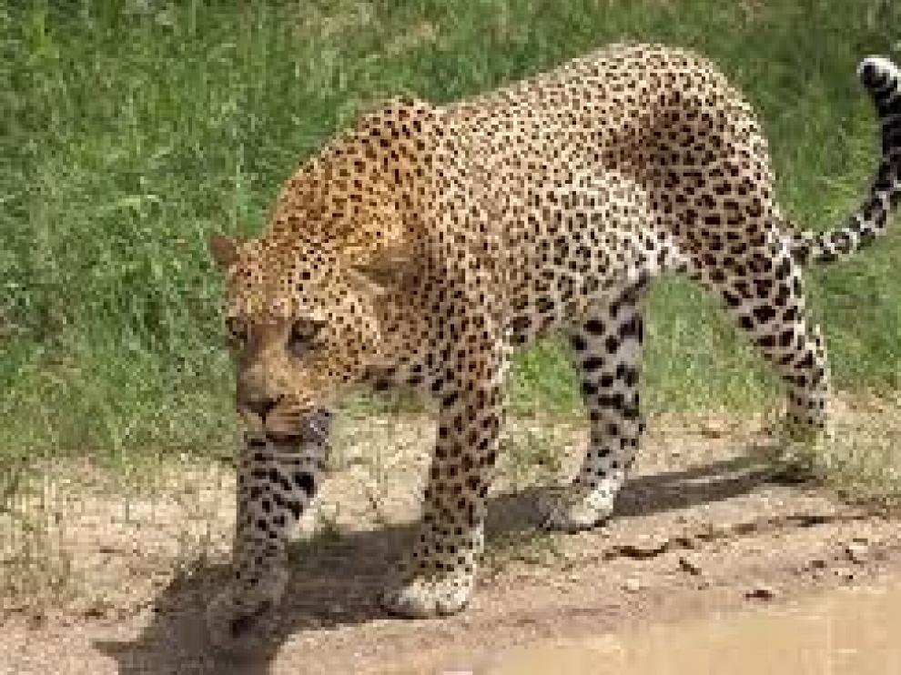 El leopardo capturó al menor en la cocina de su casa y huyó con él.