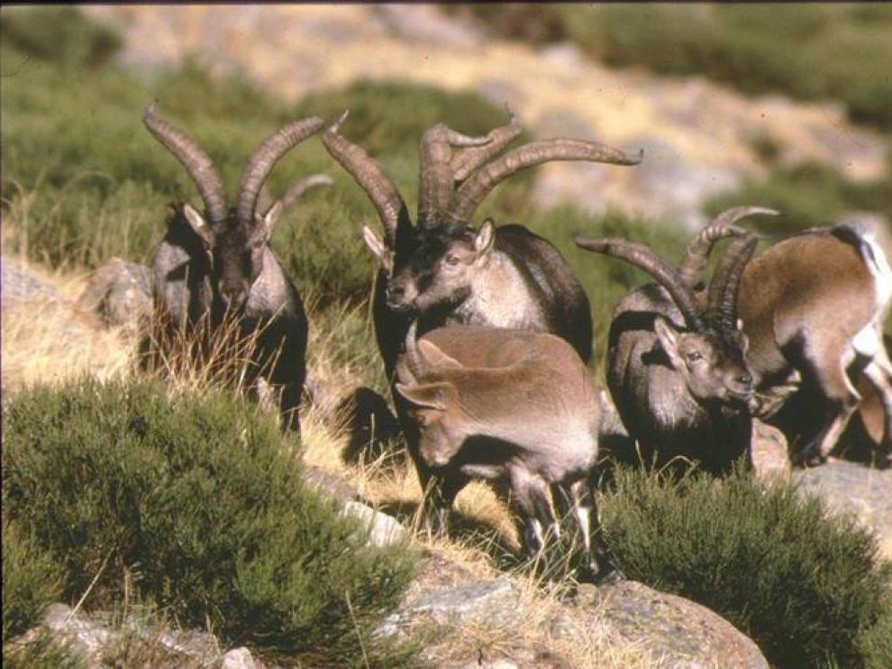 Cabras hispánicas en los montes turolenses.