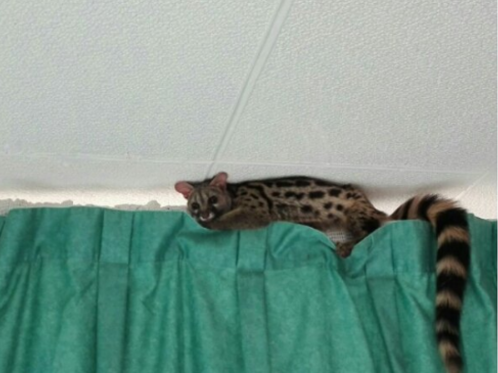 La gineta "equilibrista".