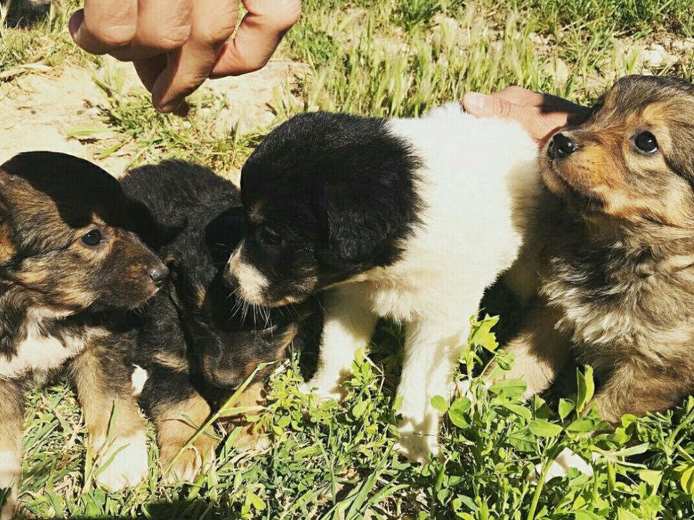 Los cachorros encontrados se dan en adopción