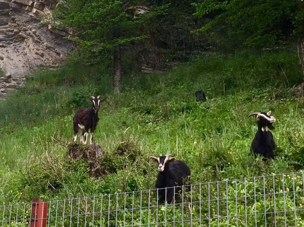 Las cabras de la ganadería de Ricardo Azón controlan la vegetación en Biescas.