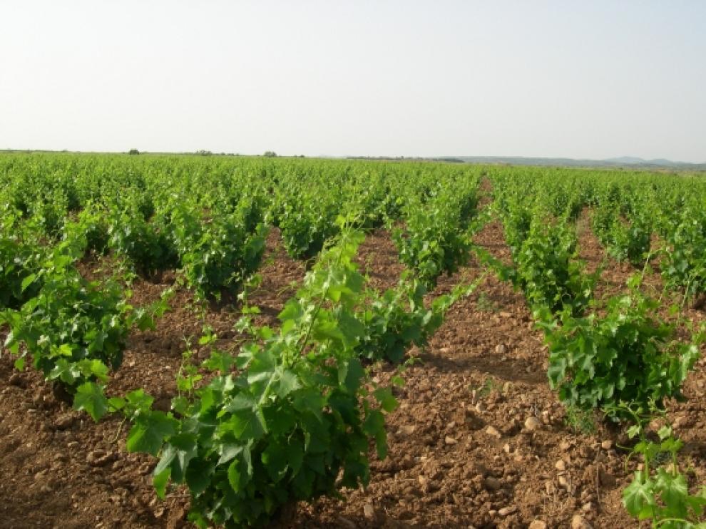 Viñedos de la Denominación de Origen Cariñena