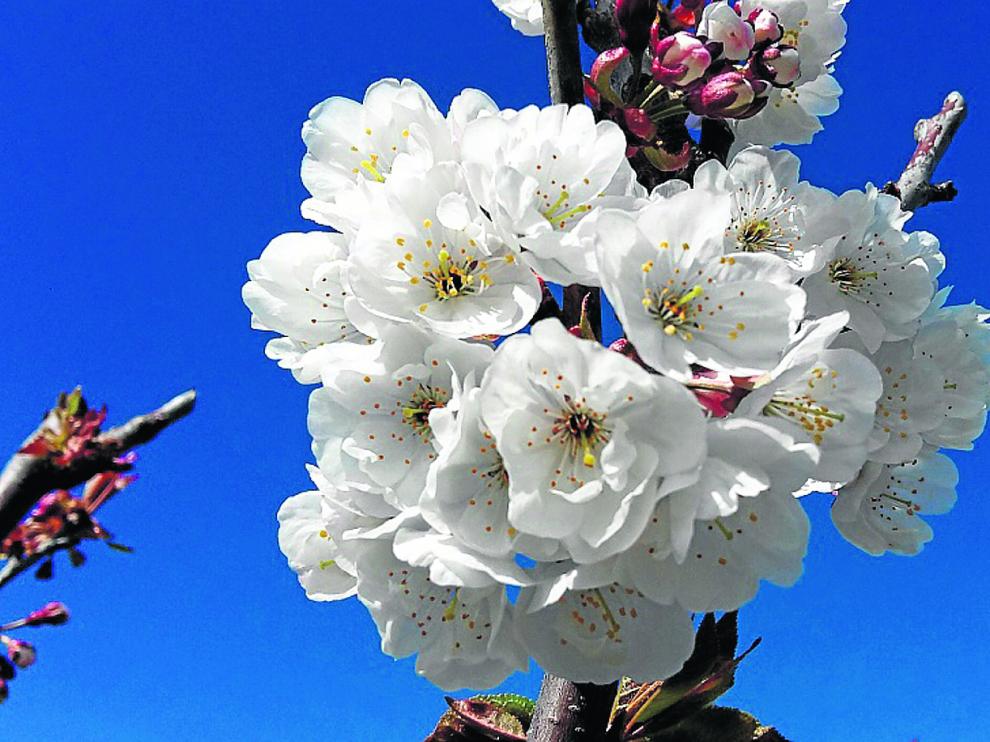 Los cerezos, en este caso en flor, son unos de los cultivos leñosos con gran importancia económica en la Comunidad.
