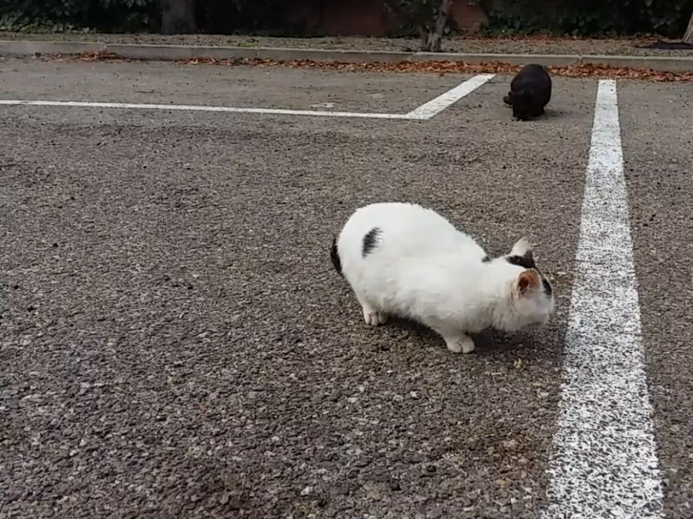 Una de las colonias de gatos de la capital aragonesa.