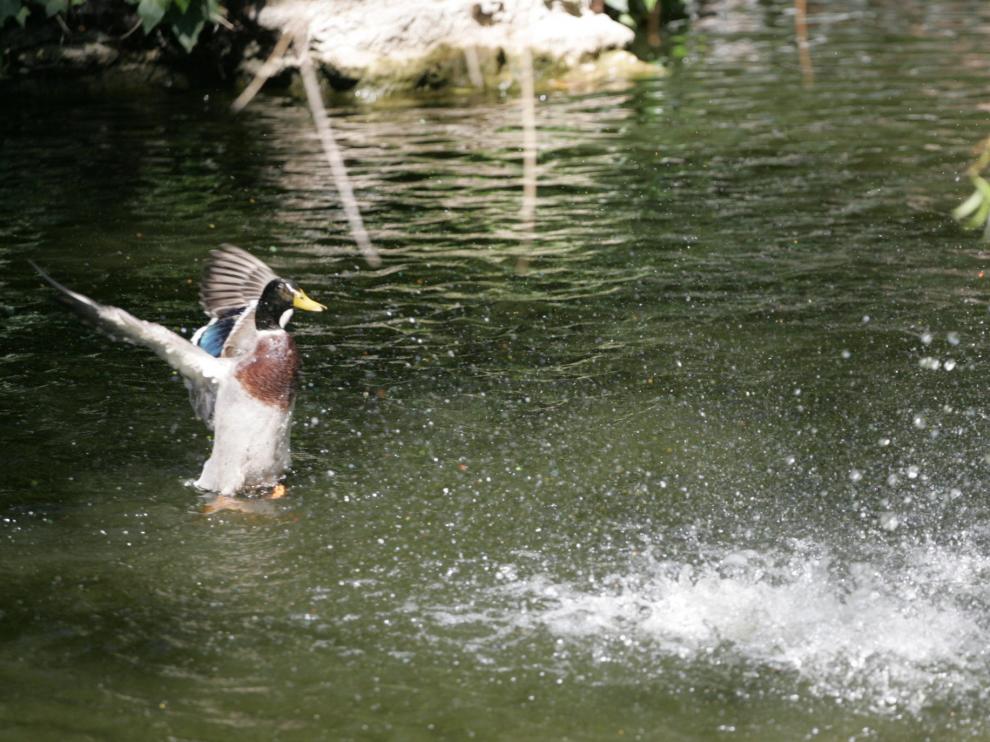 Un pato en el parque Miguel Servet de Huesca