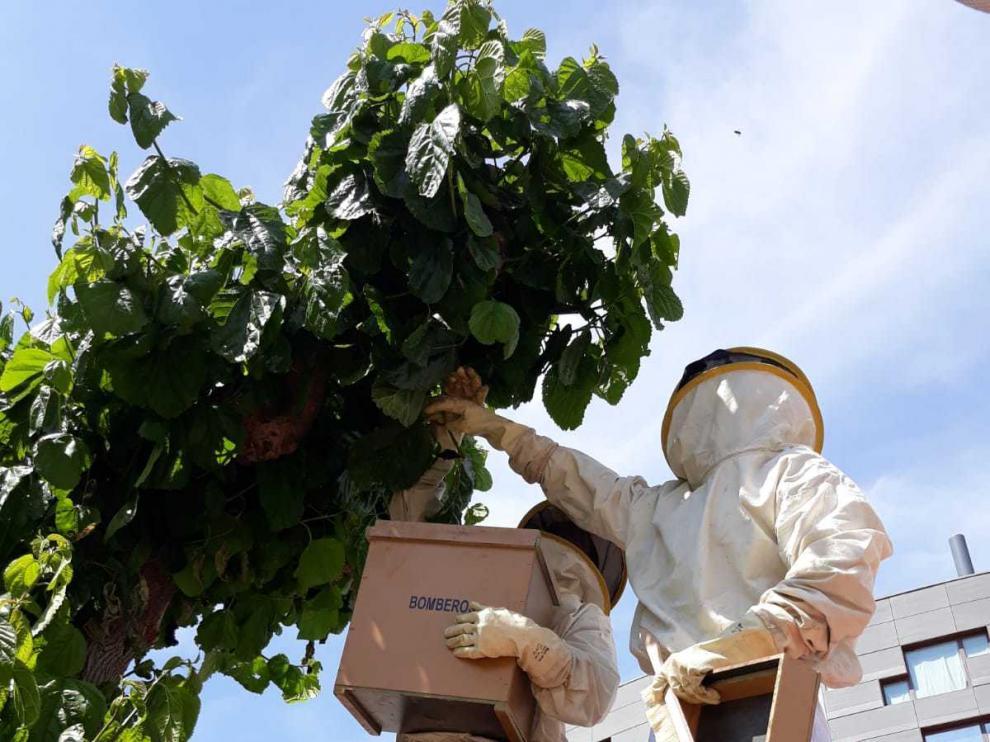 Bomberos del Cinca Medio actuando sobre una colmena de abejas.