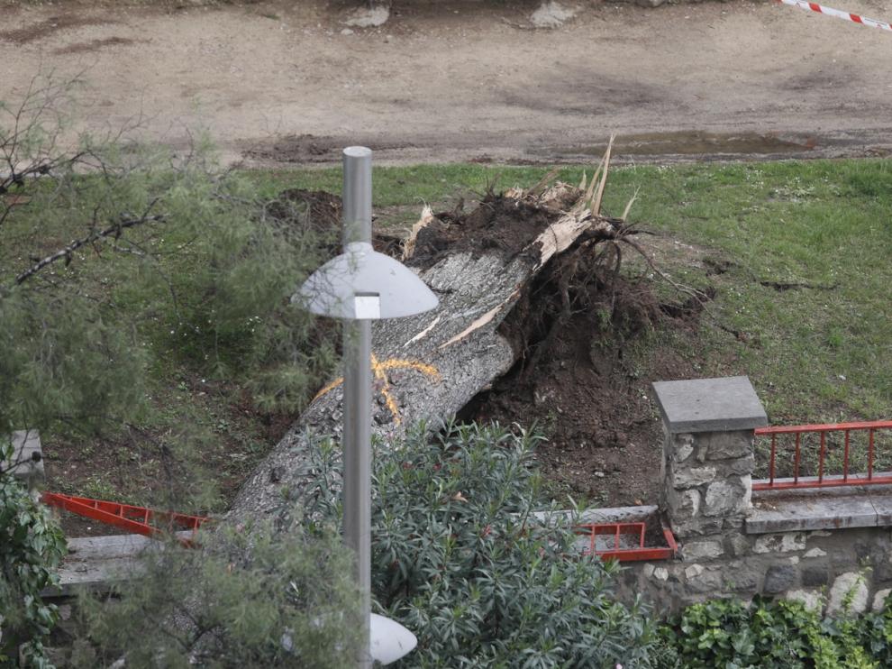 El árbol de grandes dimensiones ha cortado dos carriles de la calle Rioja