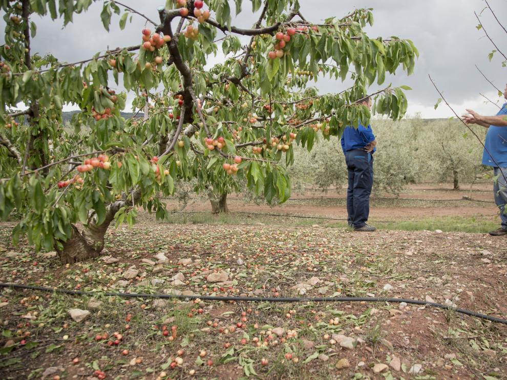El agricultor Jesús Romero muestra los daños en los cerezos, con mucha de la fruta por el suelo