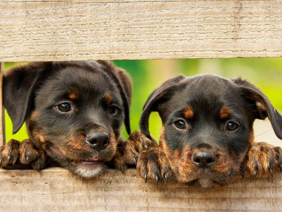 De los 104.000 perros que recogieron las protectoras en 2017, solo un 46% fueron adoptados.